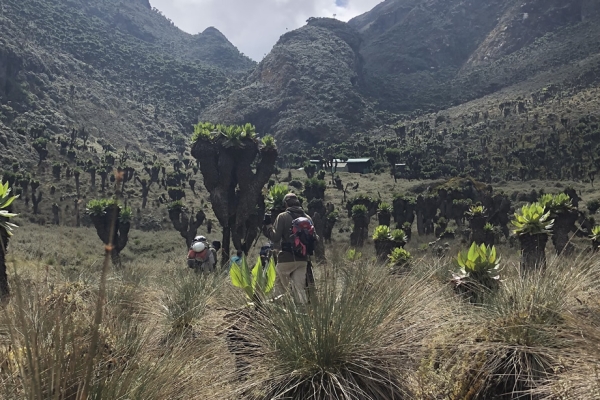 Rwenzori Vegetation